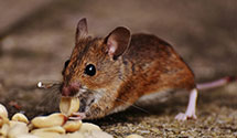 24 Hour & Emergency Exterminators in Circle, AK